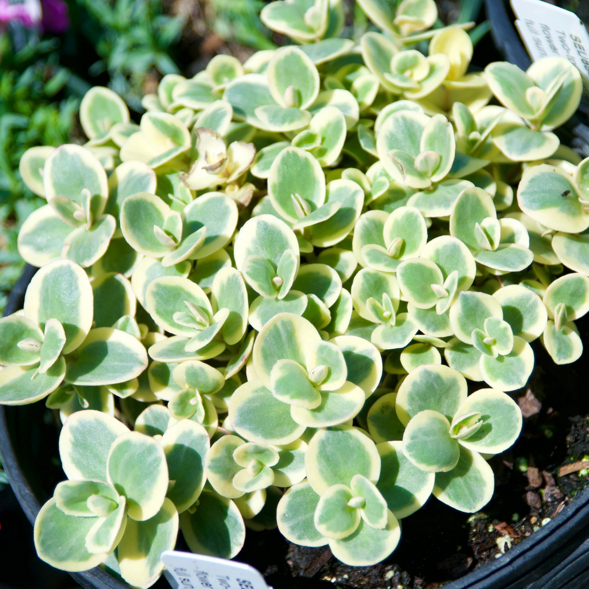 Sedum x  'Lime Twister'