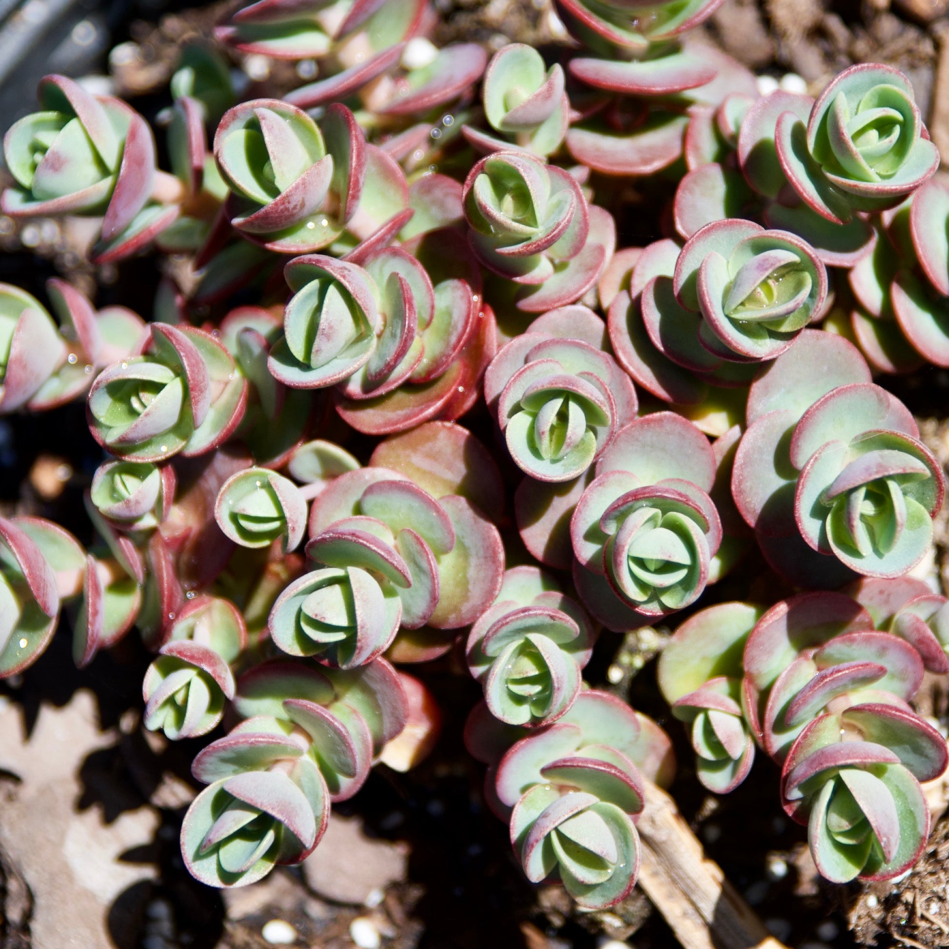 sedum lime zinger succulent Sedum x 'Lime Zinger' – Fieldstone Gardens Inc