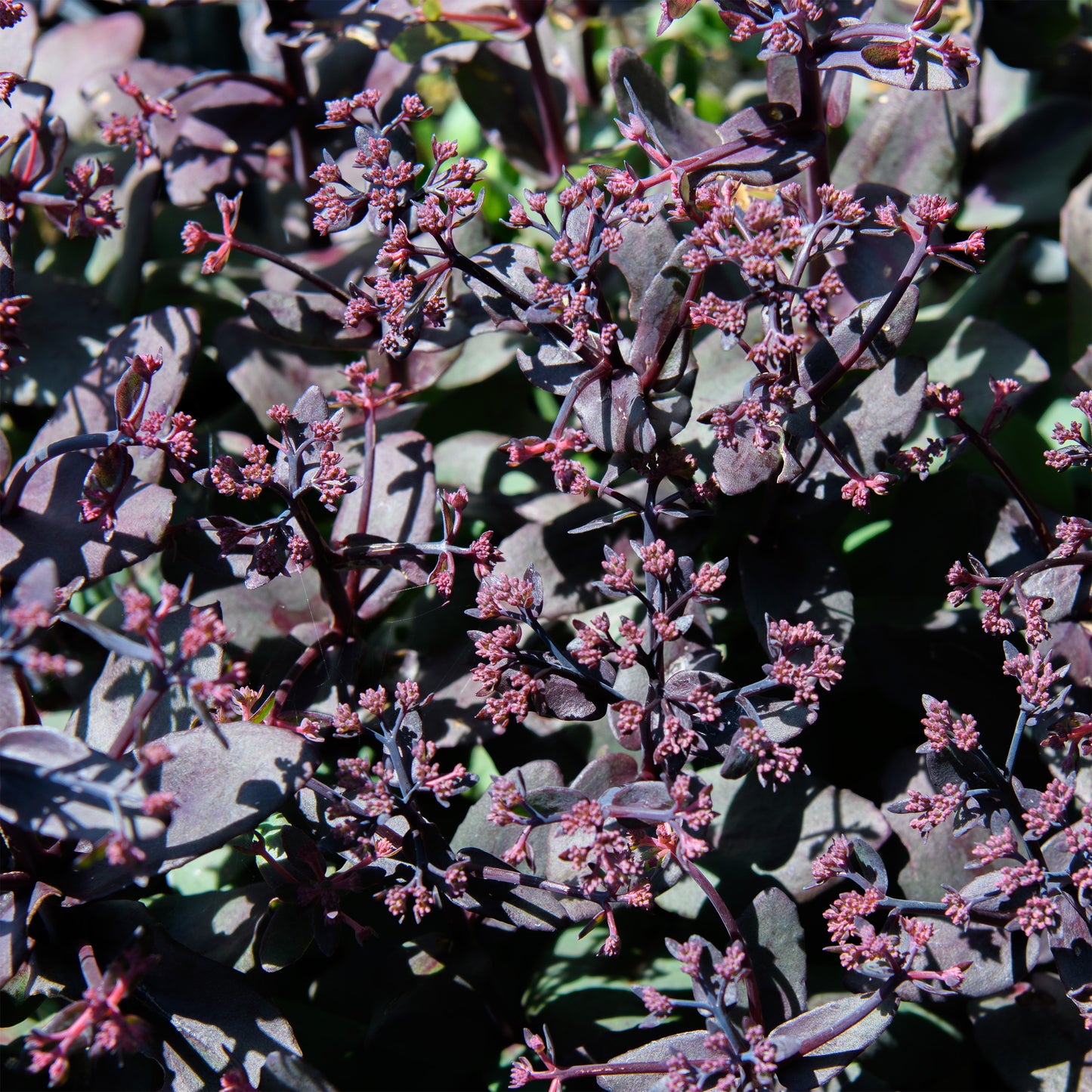 Sedum x 'Midnight Velvet'