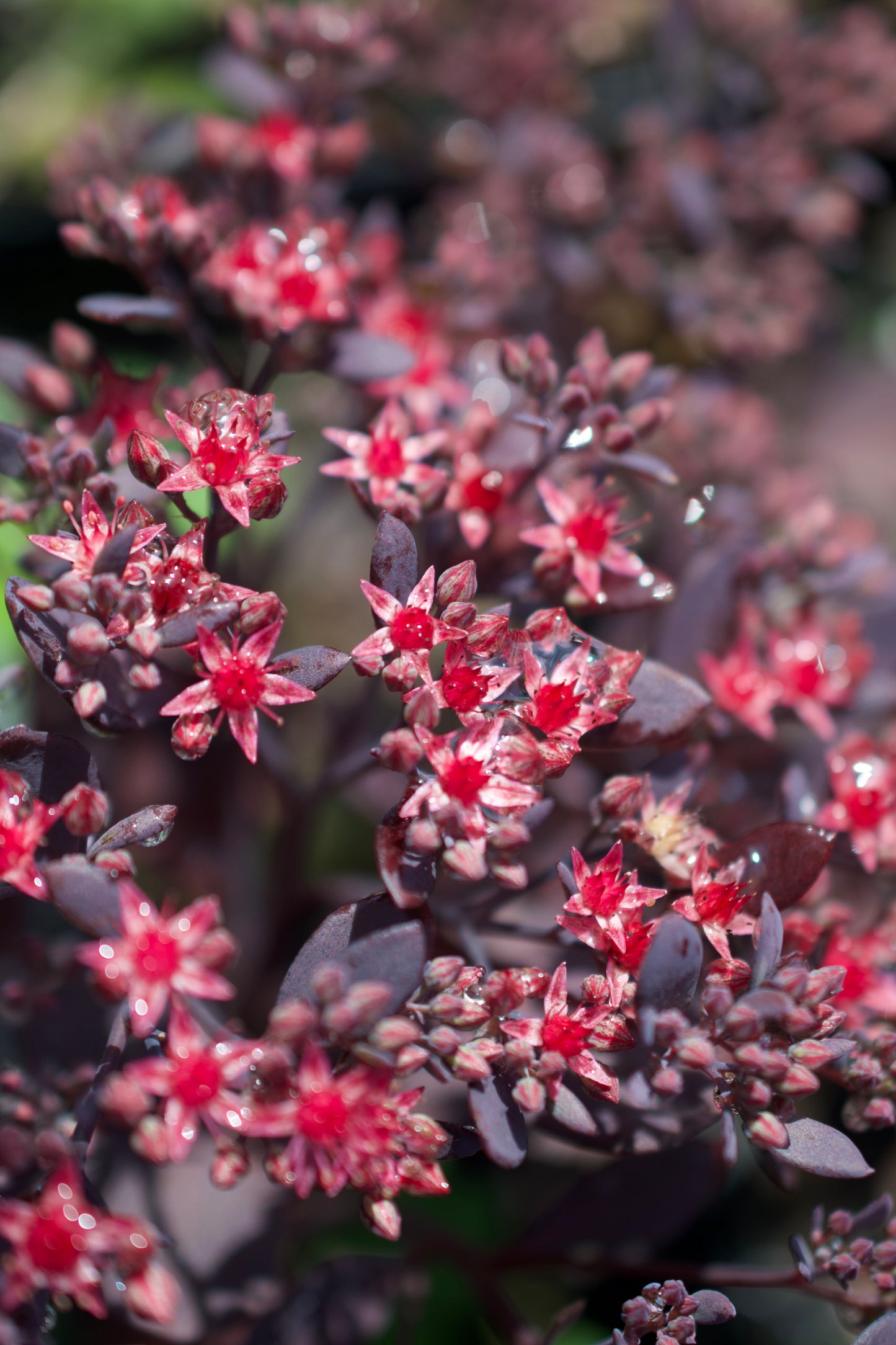 Sedum x  'Plum Dazzled'