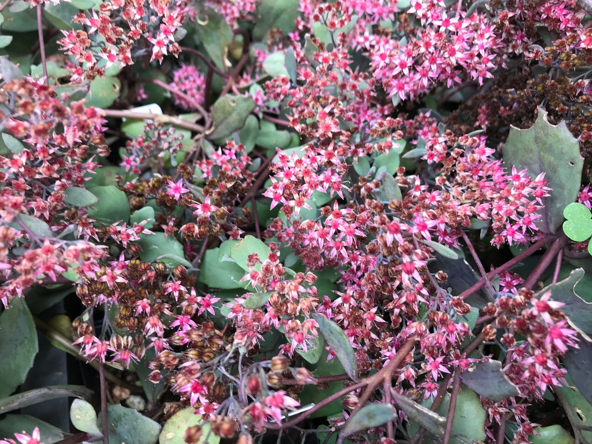 sedum sunset succulent Sedum x 'Sunset Cloud'