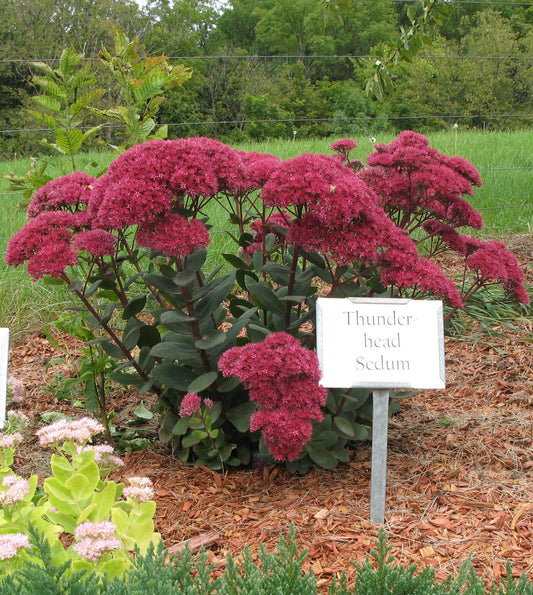 Sedum x  'Thunderhead'