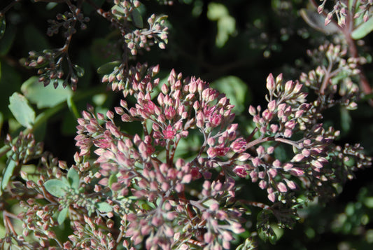 Sedum x 'Vera Jameson'