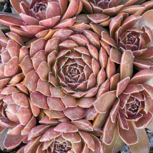 Sempervivum Chick Charms® Chocolate Kiss™ (Hens & Chicks)
