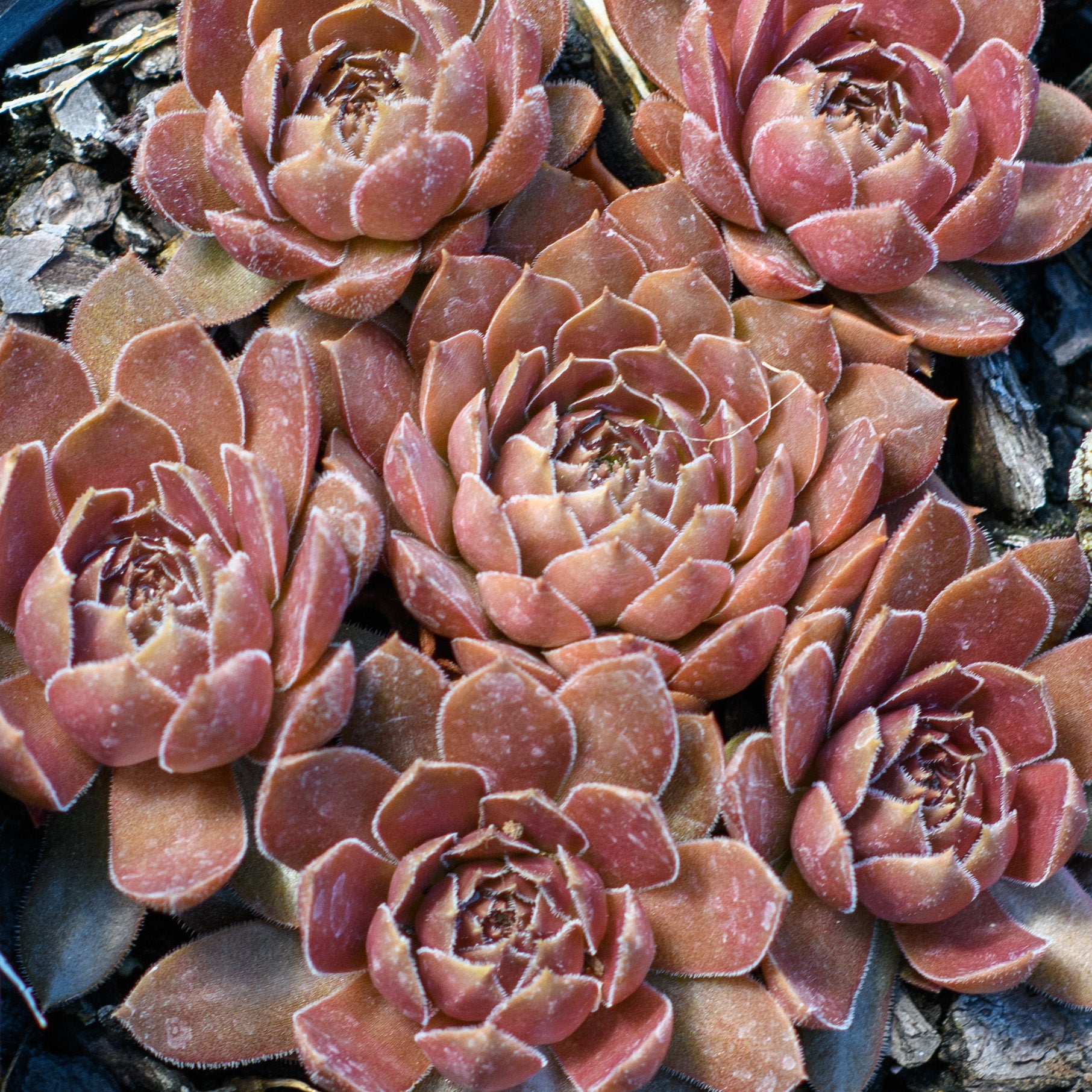 chocolate kiss succulent Sempervivum Chick Charms® Chocolate Kiss™ (Hens & Chicks)