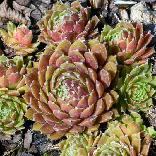 Sempervivum Chick Charms® Cinnamon Starburst™ (Hens & Chicks)