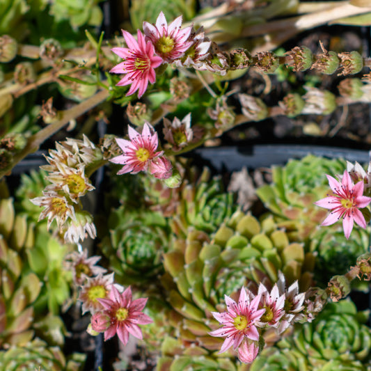 Sempervivum Chick Charms® Cinnamon Starburst™ (Hens & Chicks)