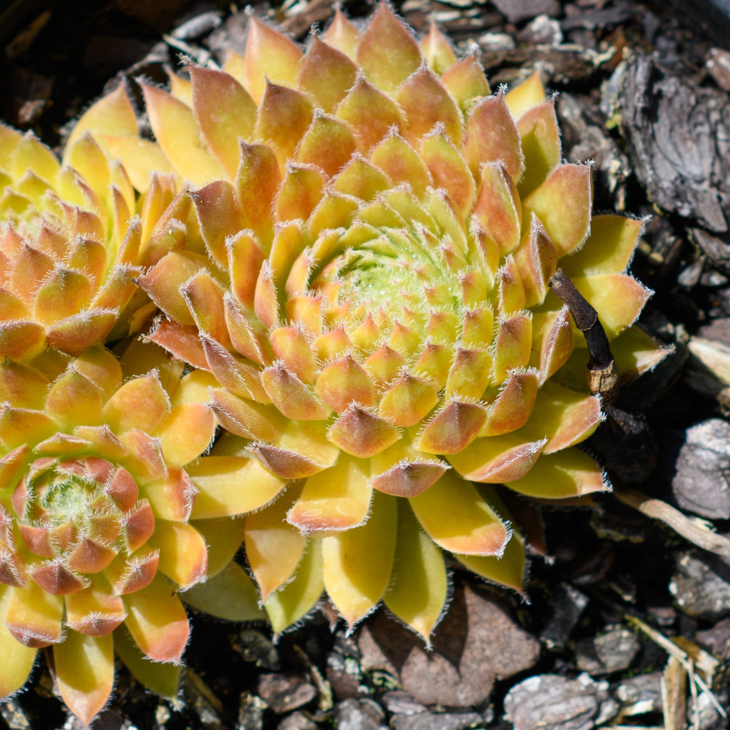 Sempervivum Chick Charms® 'Gold Dust'