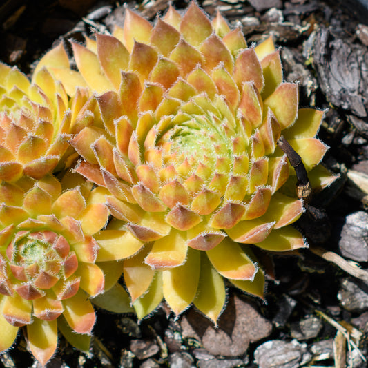 Sempervivum Chick Charms® 'Gold Dust'