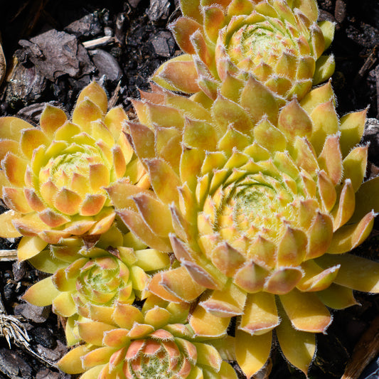 Sempervivum Chick Charms® 'Gold Dust'