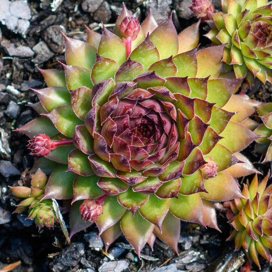 Sempervivum Chick Charms® ‘Pineapple Paradise’™ (Hens & Chicks)