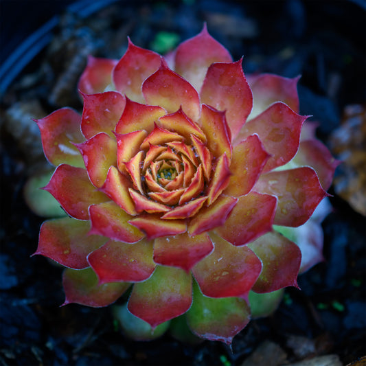 Sempervivum Chick Charms® 'Gold Nugget'