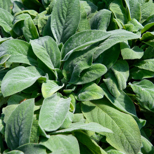 Stachys byzantina 'Silver Carpet'