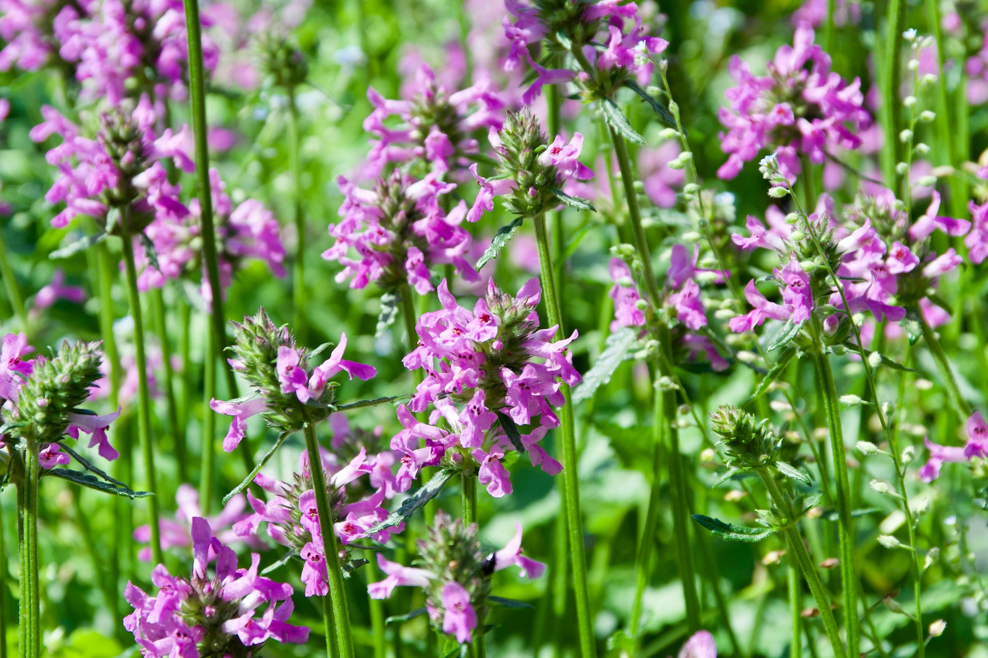 Stachys officinalis 'Nana' – Fieldstone Gardens Inc