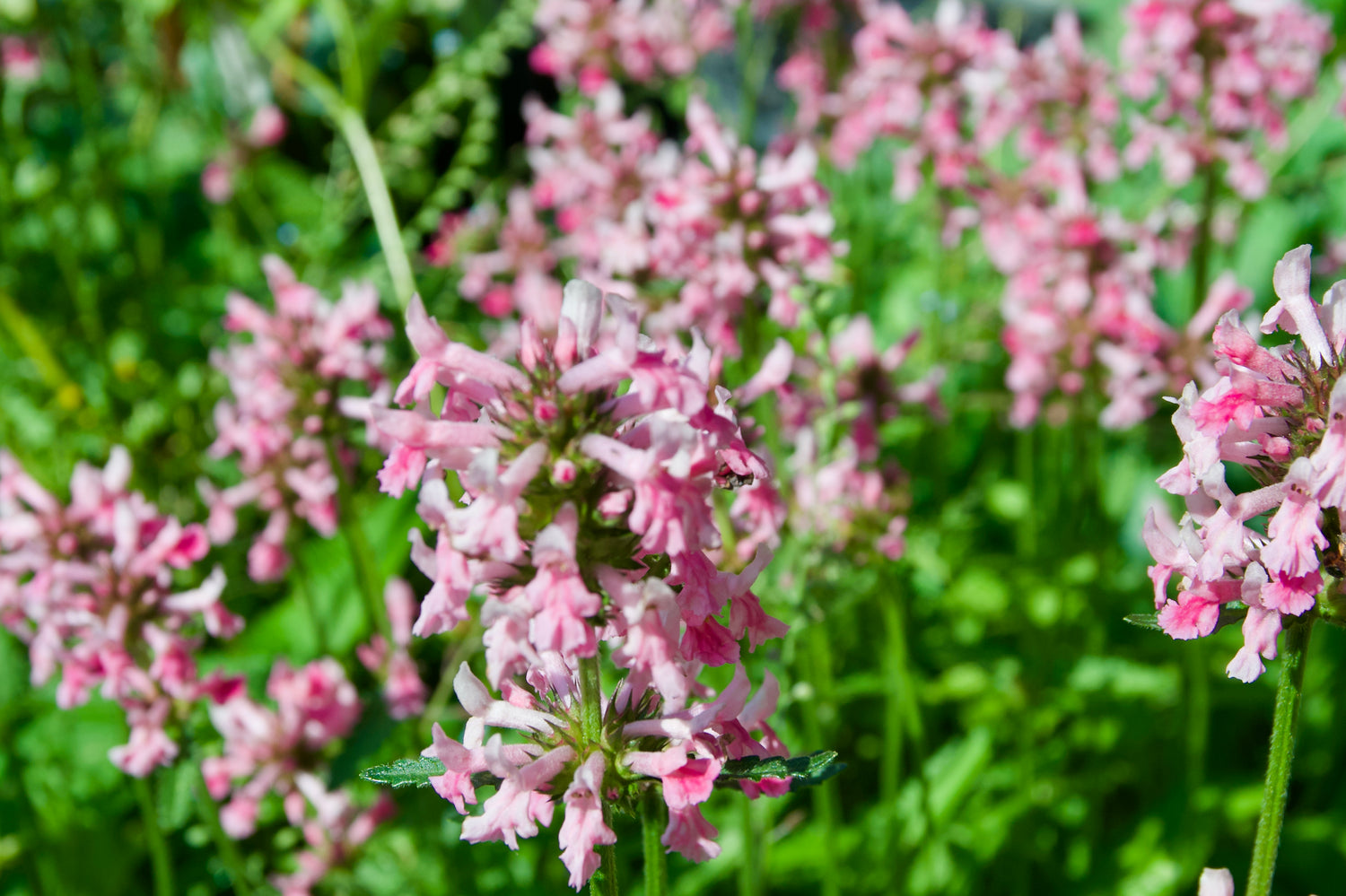 Stachys officinalis  'Pink Cotton Candy'