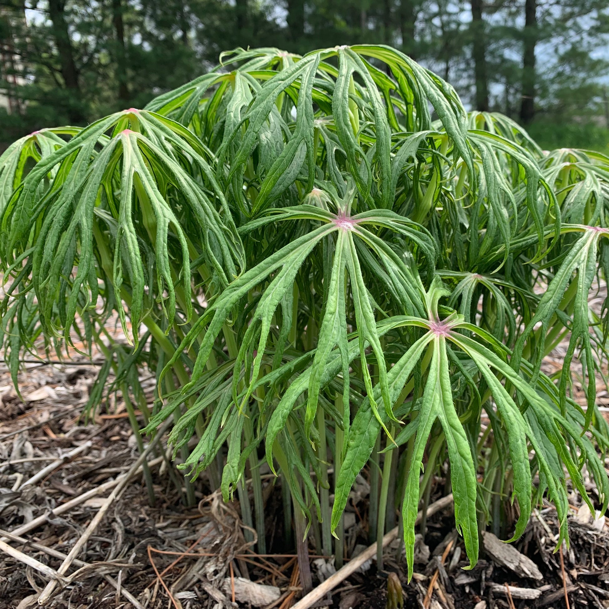 Syneilesis   aconitifolia