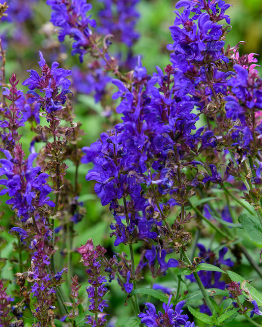 A close-up of dark-purple Salvia nemorosa 'Dark Matter' flowers with green leaves in the background.