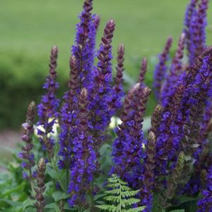 Purple salvia flowers with green foliage in a garden setting, featuring a soft blurred green background.