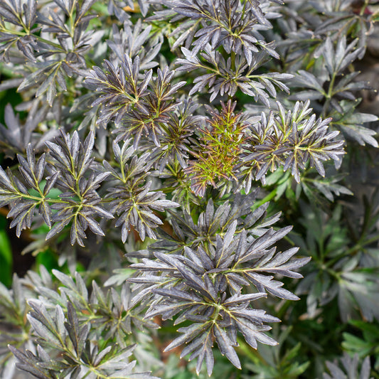 Sambucus 'Laced Up' - Elderberry