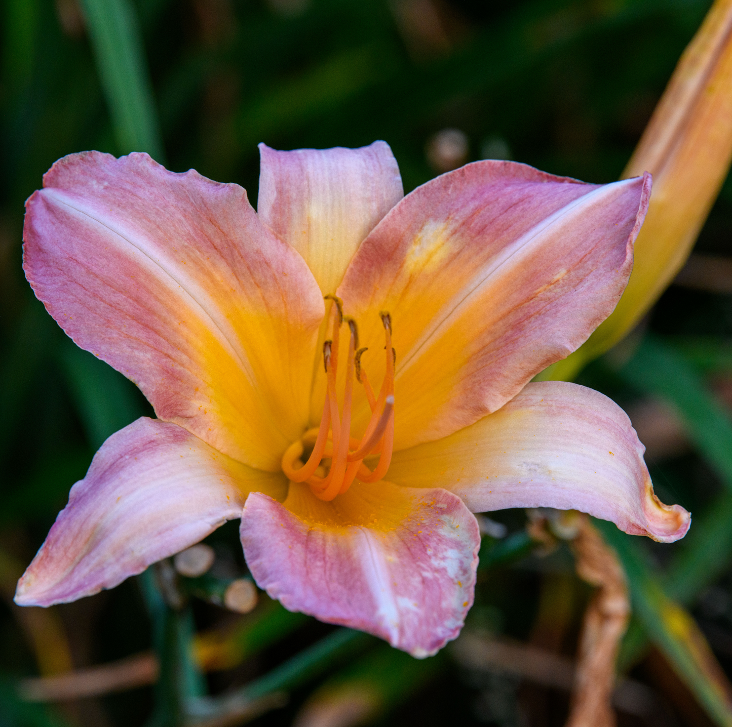 Hemerocallis 'Chicago Knobby'