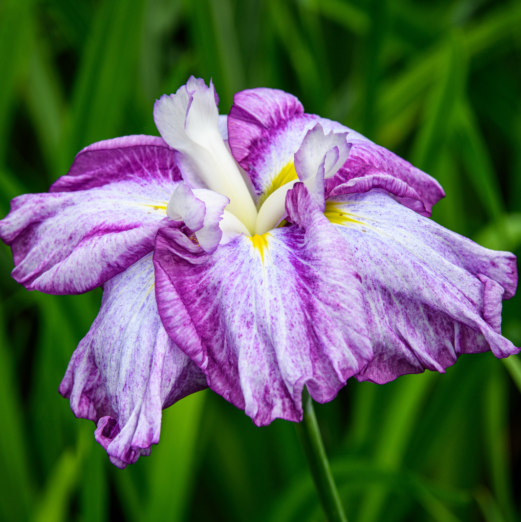 I Fieldstone Gardens Inc i-fieldstone-gardens-inc