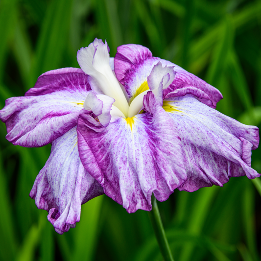 Iris ensata 'Nessa No Mai'