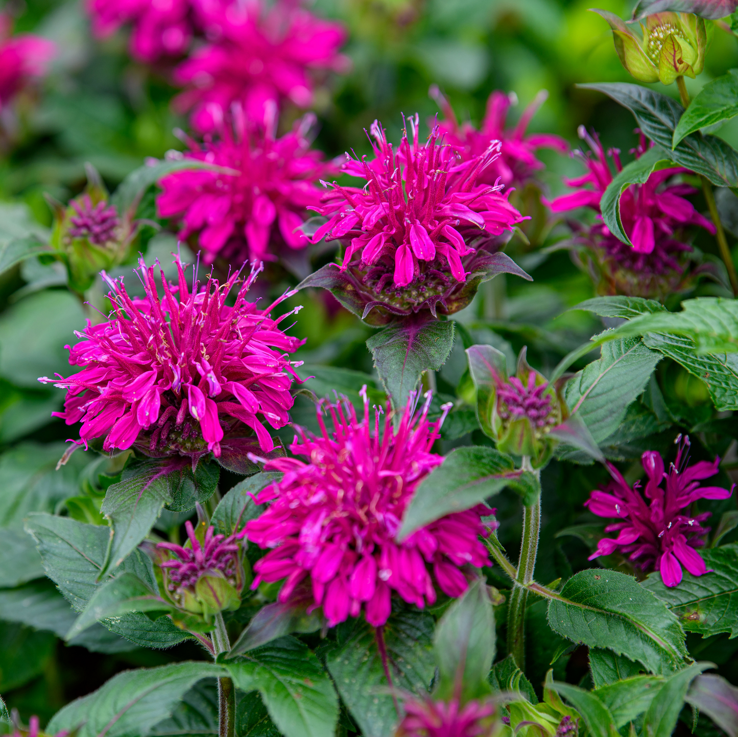 Monarda didyma 'Balmy™ 'Purple'