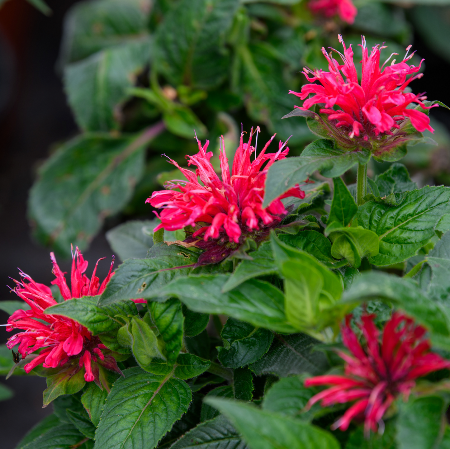 Monarda didyma 'Cherry Pops'