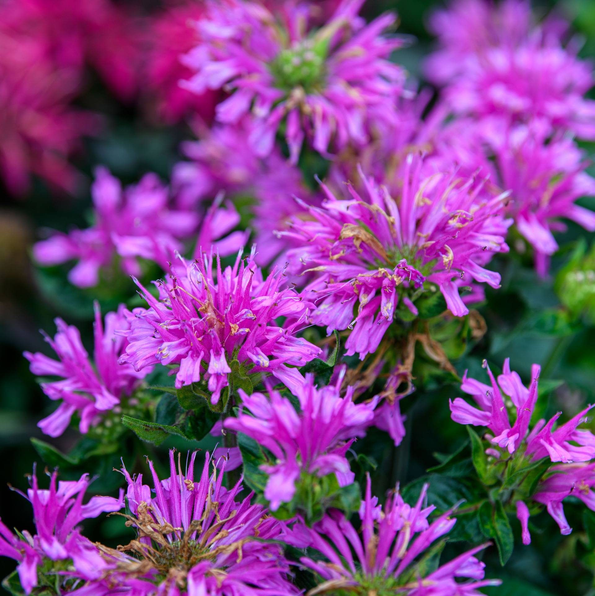 monarda didyma balmy purple perennial plant 6 x 9cm pots Monarda didyma 'Lilac Lollipop' (Bee Balm)