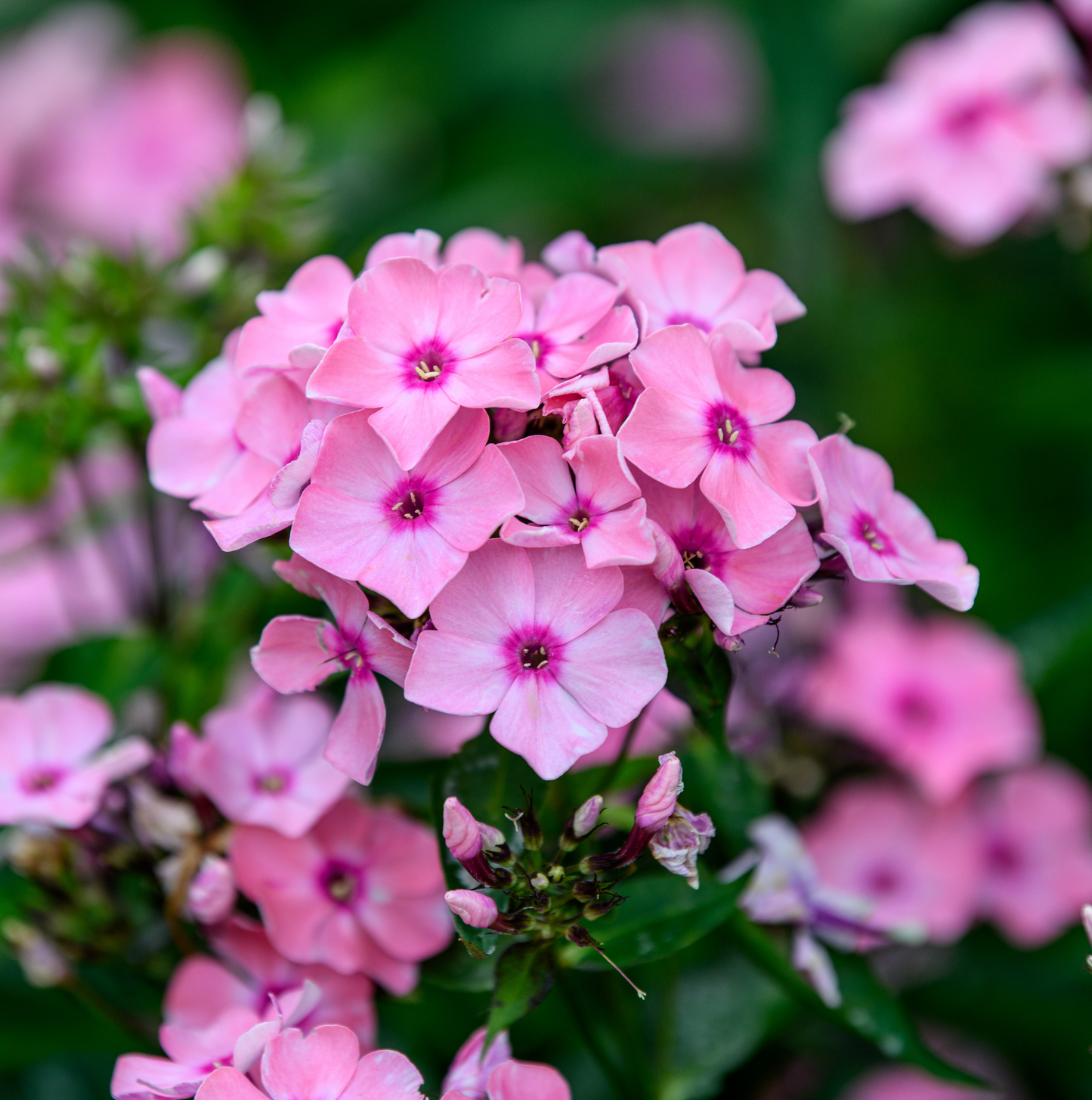 Phlox paniculata Sweet Summer™ 'Queen'