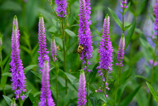 Veronica spicata 'Purpleicious'