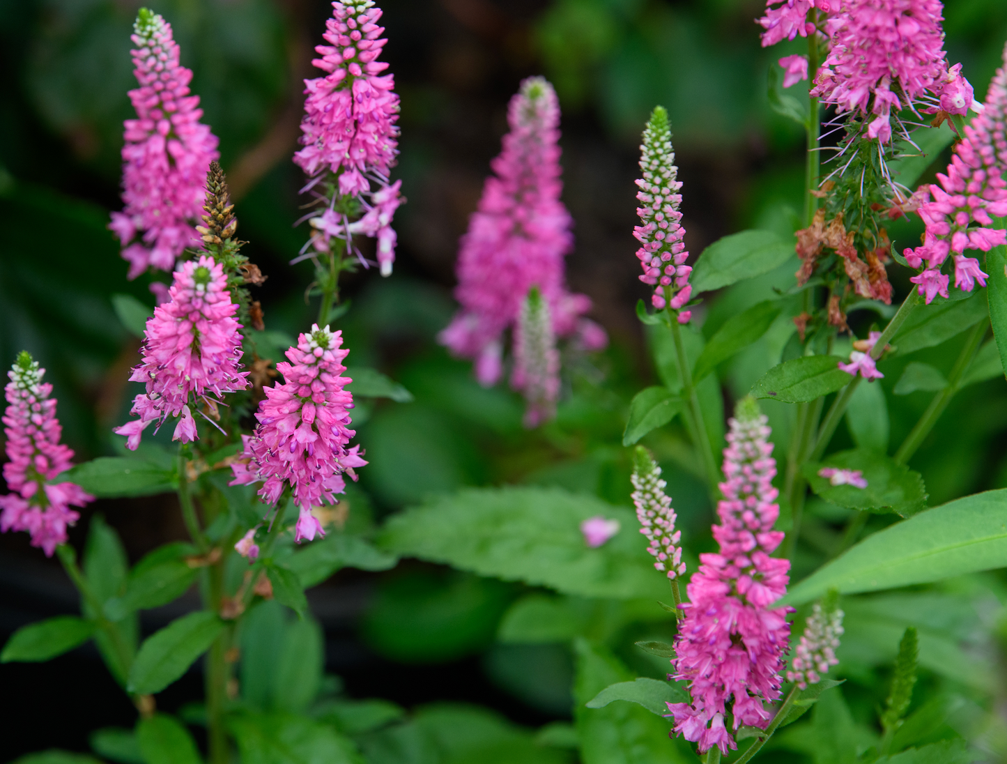 Veronica x  'Bubblegum Candles'