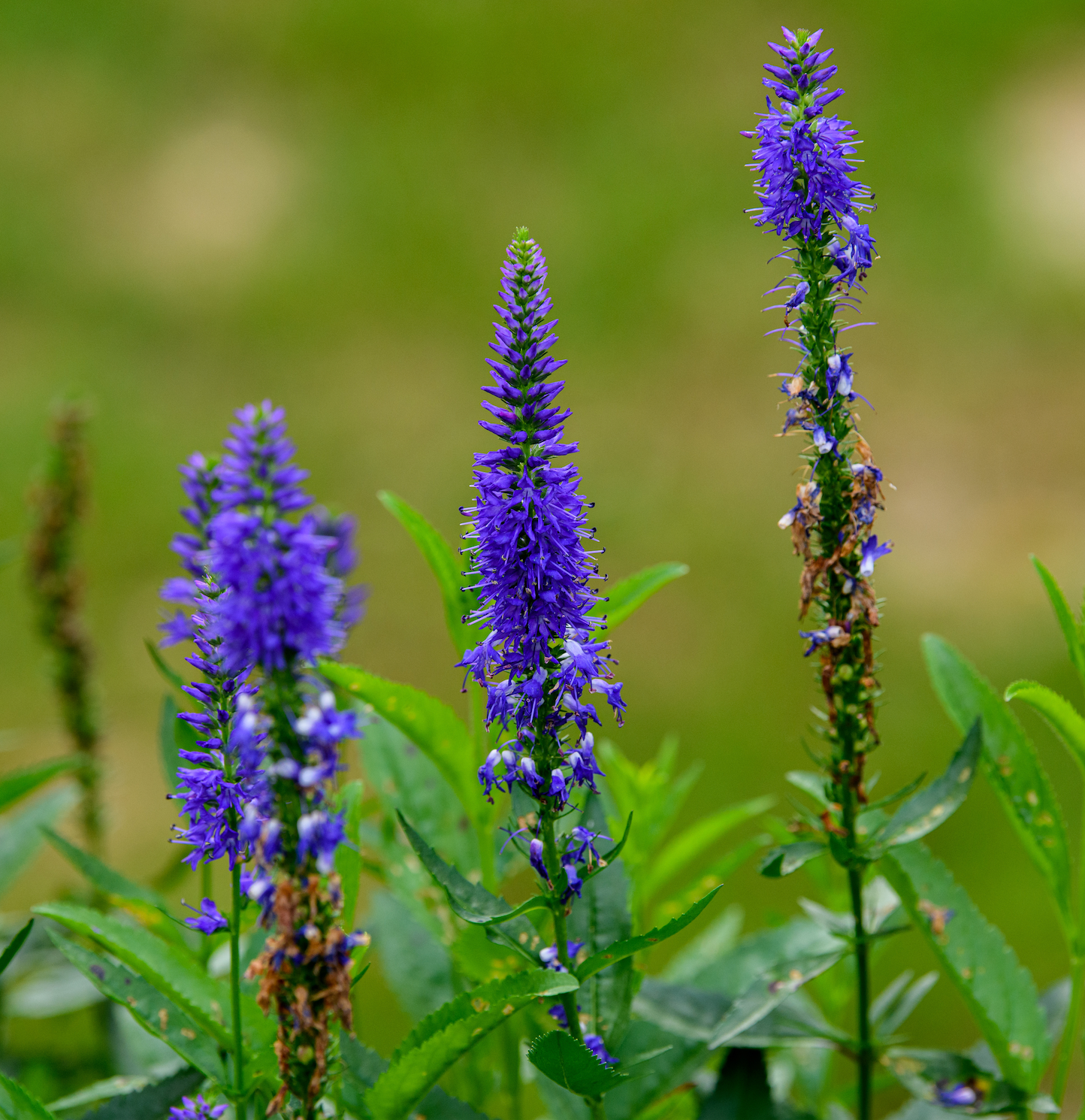 Veronica x  'Royal Rembrandt'