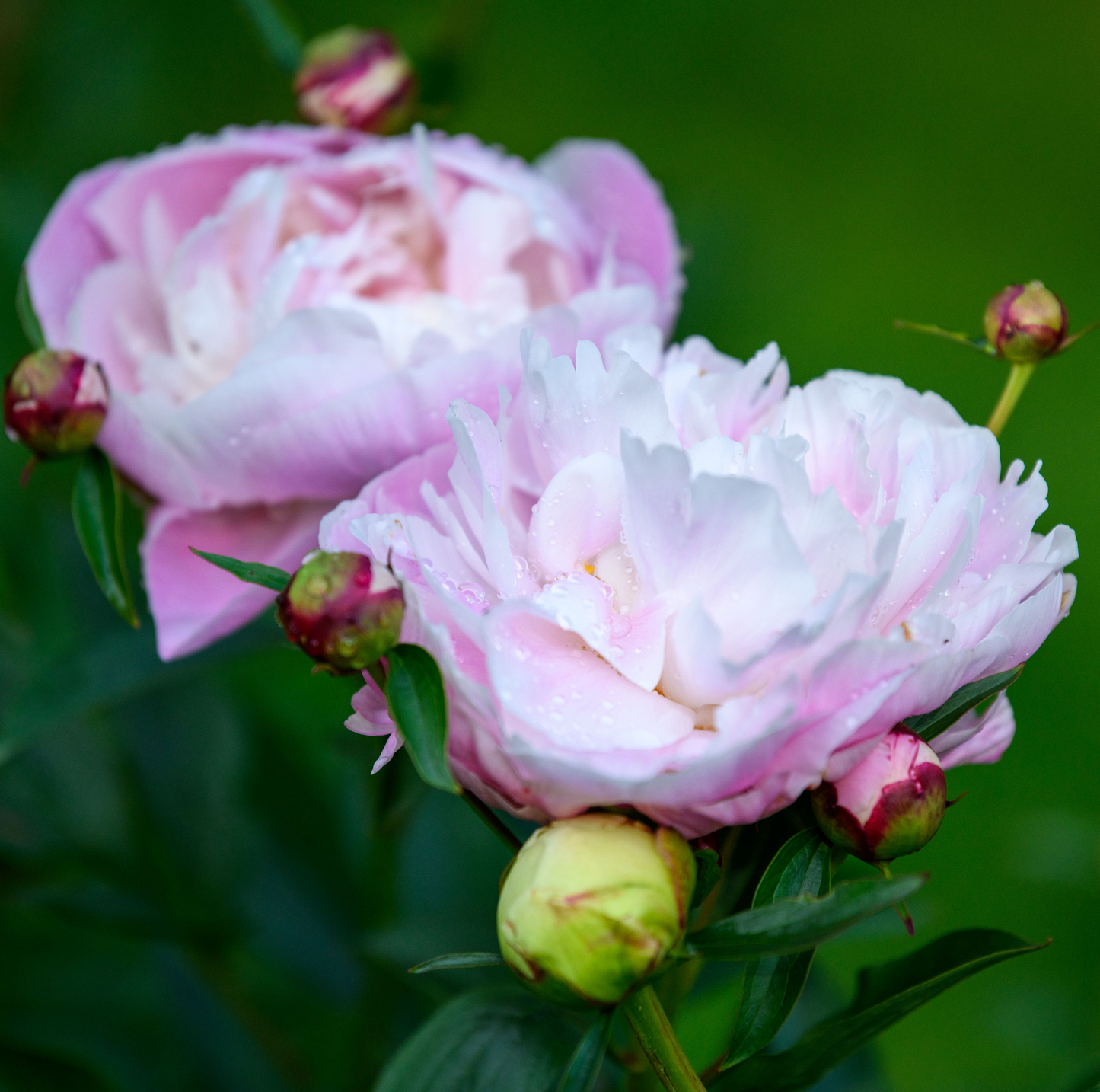 Paeonia lactiflora 'Lady Alexandra Duff'