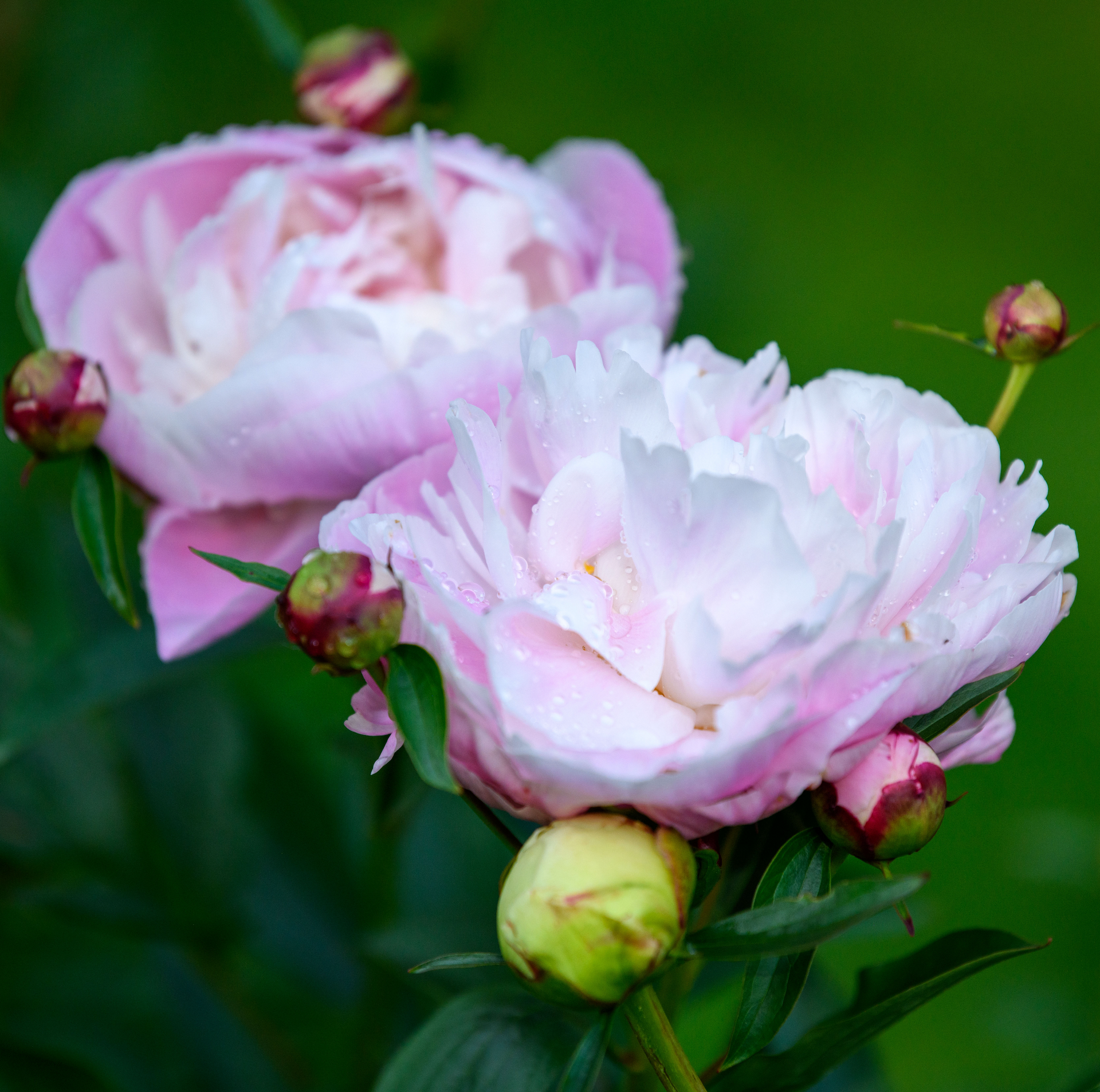 Paeonia lactiflora様＊おまとめ2点＊ALEXIA STAM Screenshot2024-01-04at7.53.