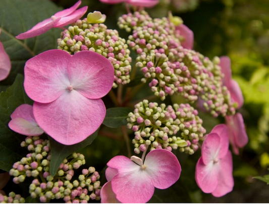 Hydrangea macrophylla Endless Summer 'Twist-n-Shout'