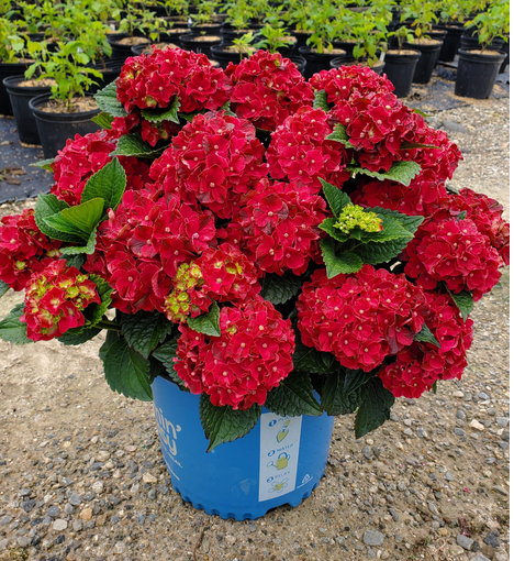 Hydrangea macrophylla 'Cherry-Go-Round'™ – Fieldstone Gardens Inc