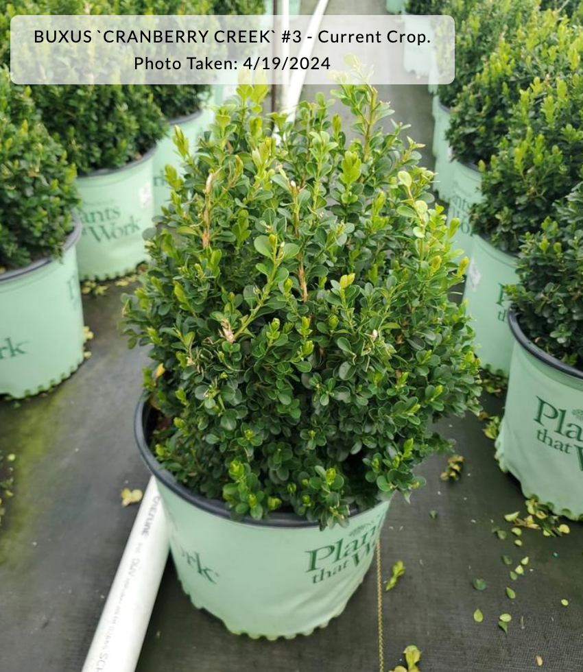 Buxus 'Cranberry Creek'