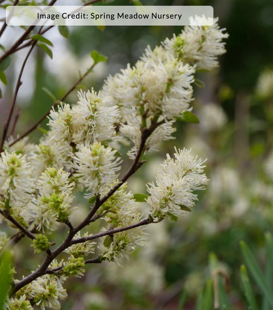 Fothergilla x 'Legend of the Fall'® (Bottlebrush)