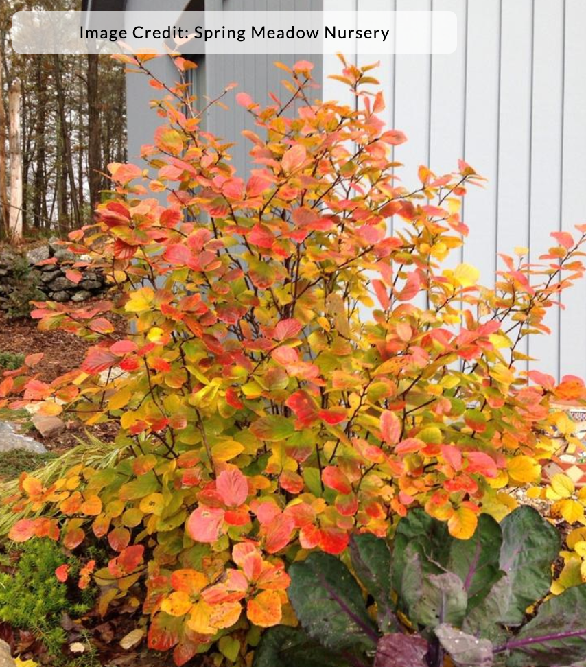 Fothergilla x 'Legend of the Fall'® (Bottlebrush) – Fieldstone Gardens Inc