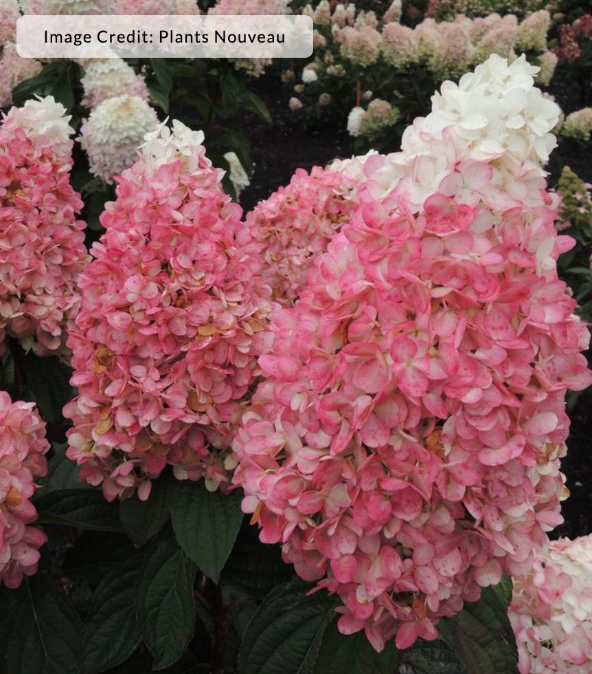 Hydrangea paniculata Magical® Ruby Snow