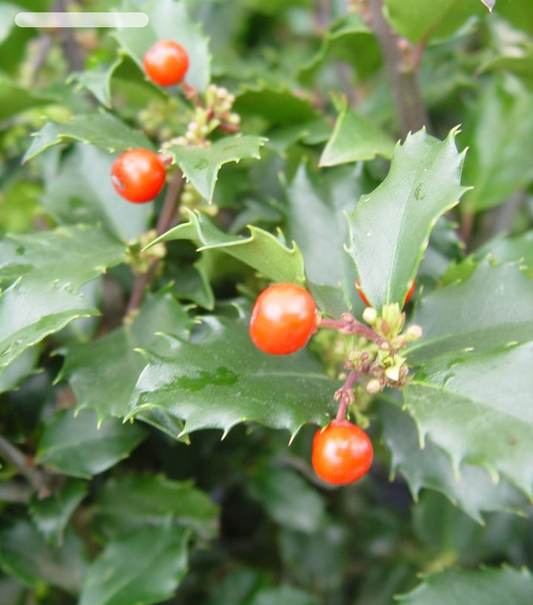 Ilex X meserveae 'Berryific'