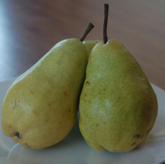 Pear 'Bartlett' - Pear