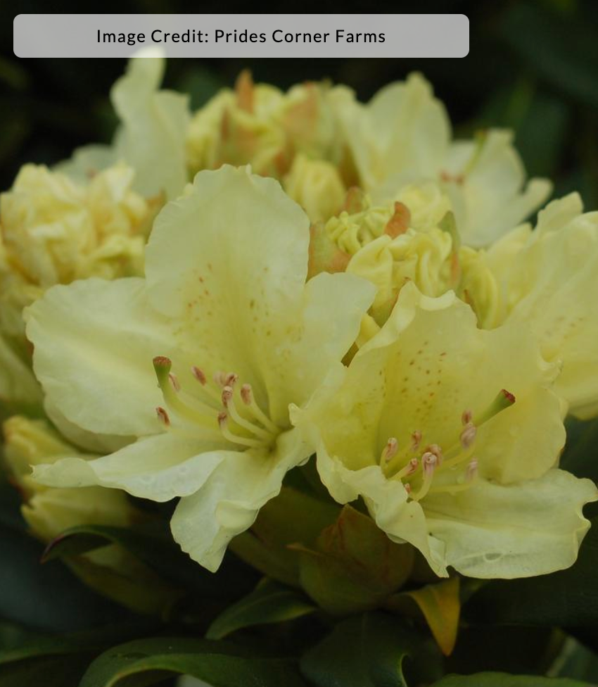 Rhododendron 'Capistrano'