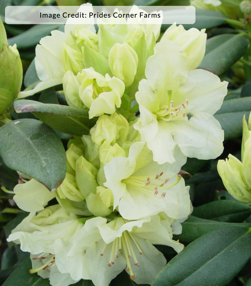 Rhododendron 'Capistrano'