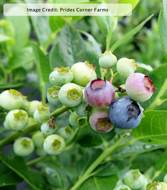 Vaccinium corymbosum 'Polaris' - Highbush Blueberry