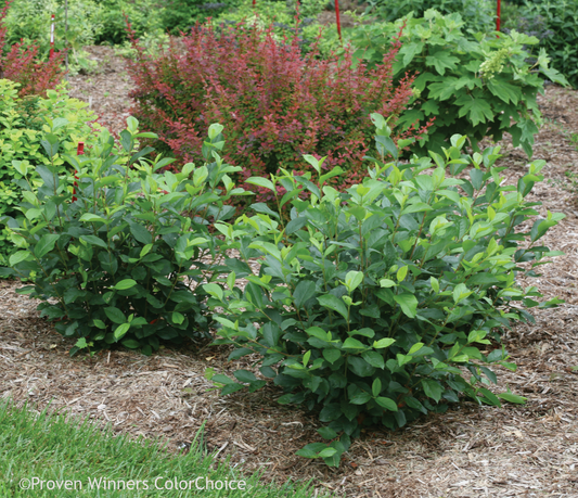Aronia melanocarpa Low Scape Mound® Chokeberry