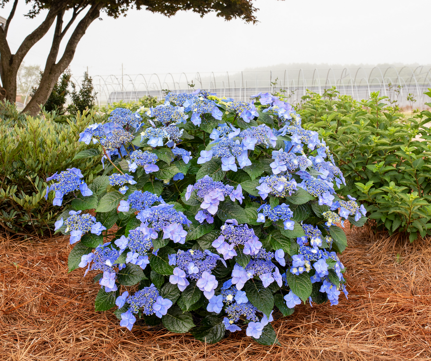 Hydrangea macrophylla Endless Summer® 'Pop Star'®