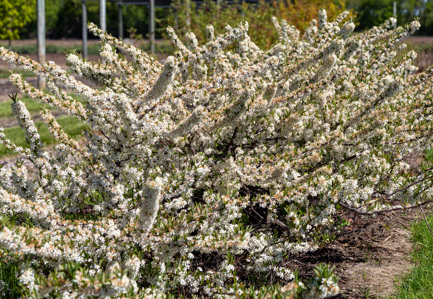 Prunus pumila First Editions® 'Jade Parade'®