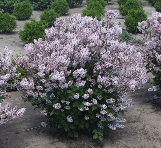 Syringa patula  Dream Cloud 'Lilac Pink'